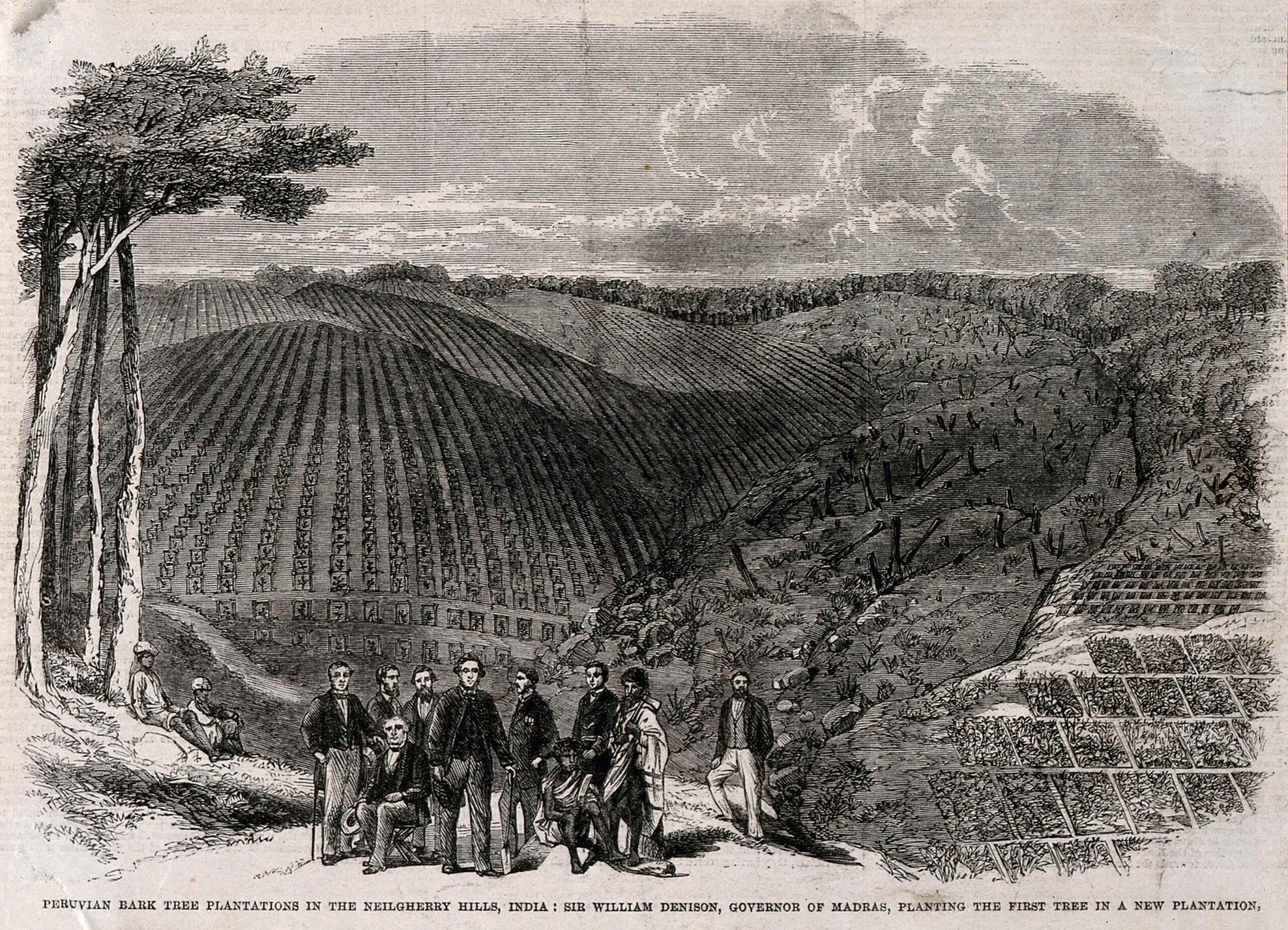 A print from a wood engraving showing a rolling hilly landscape with countless young trees in orderly rows in the background,and numerous stumps of cut trees on the right. Several men stand and sit in the foreground; many are dressed in suits and hold canes, and others are dressed in robes. Two figures on the right hold tools, and the man in the center, likely meant to be Denison, carries a shovel in his left hand. Two young figures dressed in more casual clothing sit at the base of a tree to the left.