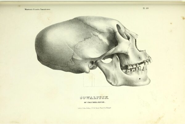 A detailed illustration of an elongated skull, shown in profile. Measurement lines are drawn between the jawbone and the base of the skull. Underneath the skull, a caption reads "Cowalitsk of Columbia River. Lith of John Collins No 79 South Third St. Philada."